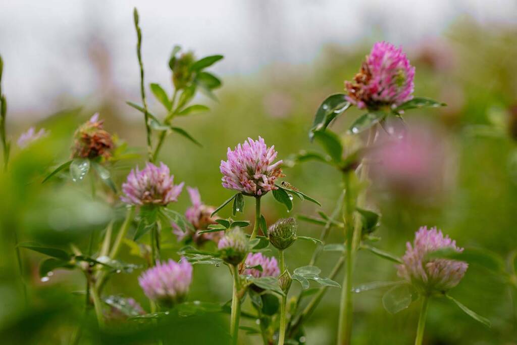 Wildtierfördernde Nutzung von Klee- und Luzernegras
