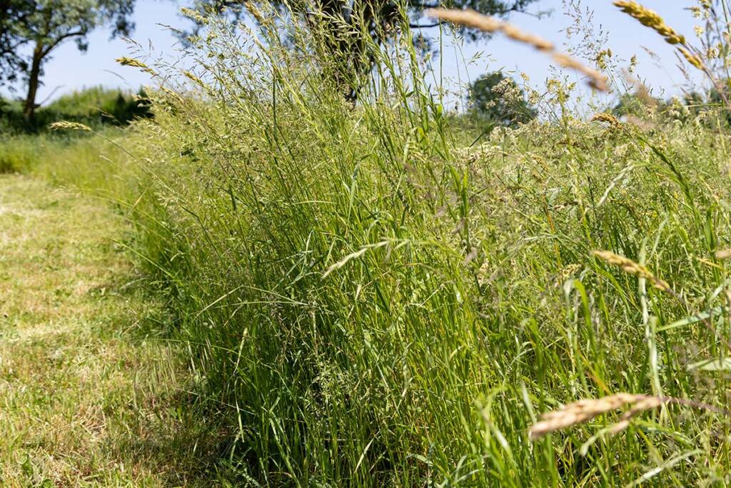 Überjährige Schutzstreifen im Grünland