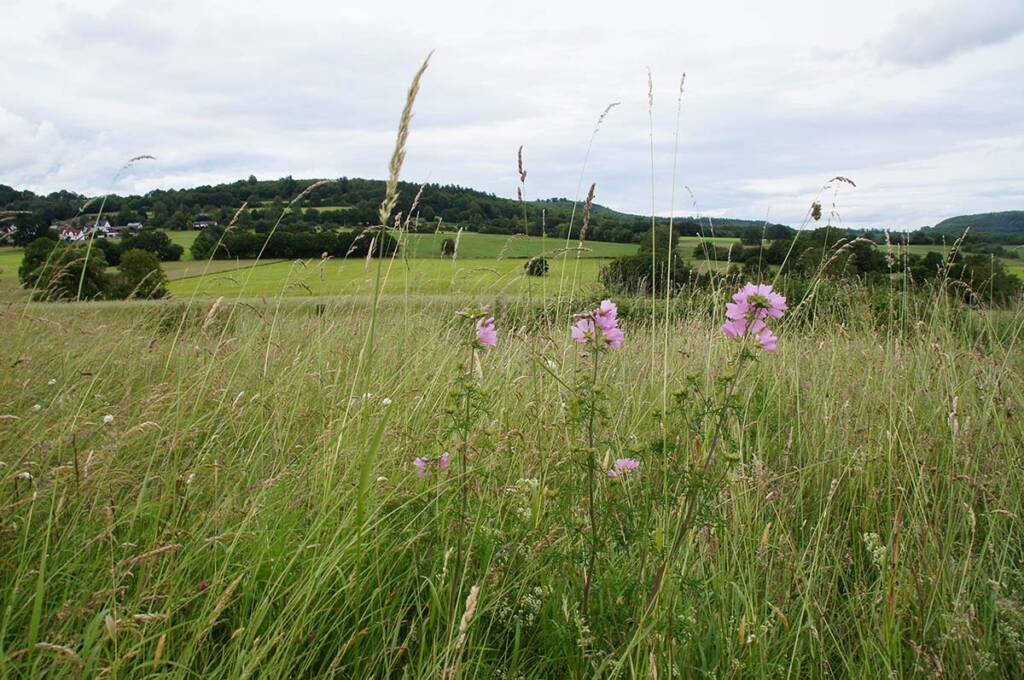 Sommer-Rückzugsorte im Grünland