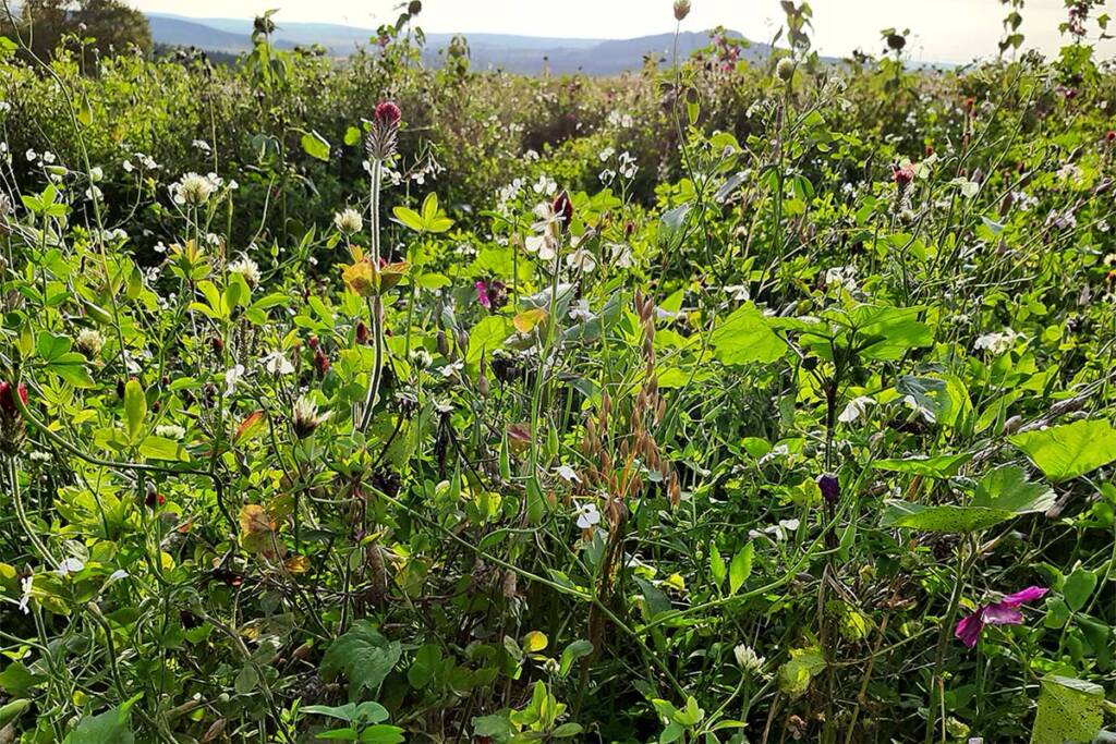 Überwinternde Zwischenfrucht bietet Nahrung und Lebensraum